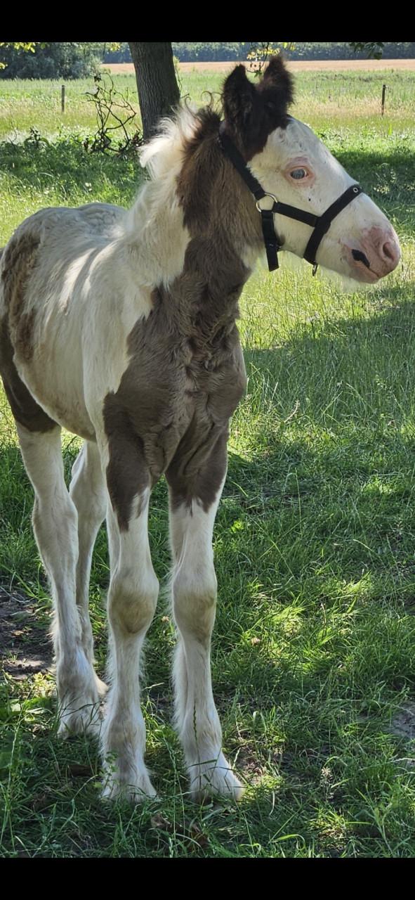 Super relaxed tinker irish cob hengst veulen
