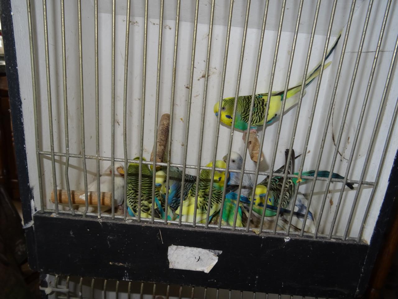 Te koop enkele mooie grasparkieten broedrijp