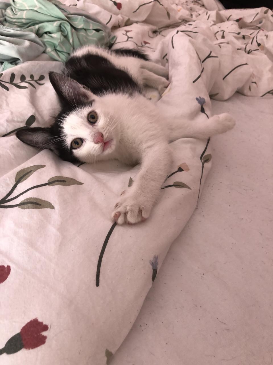 Kittens