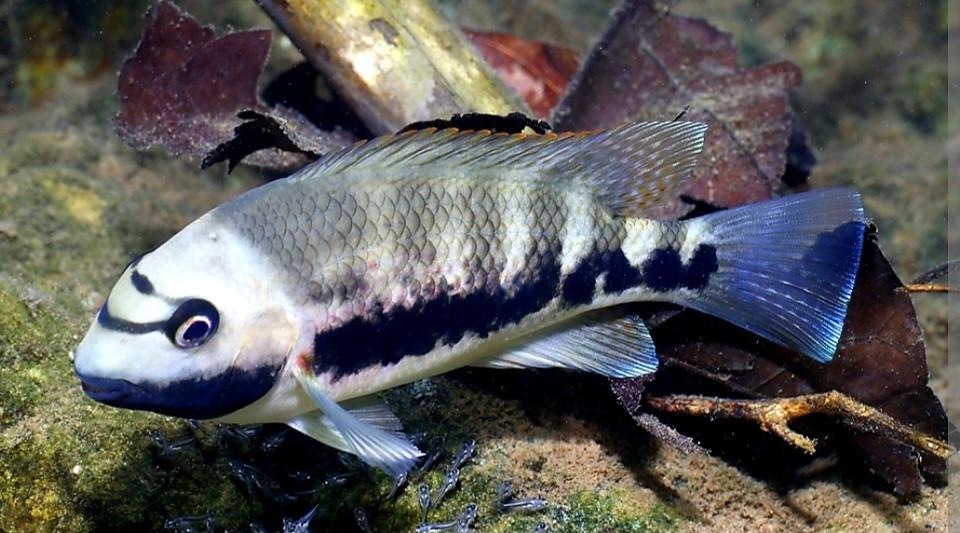 Tomocichla cichliden