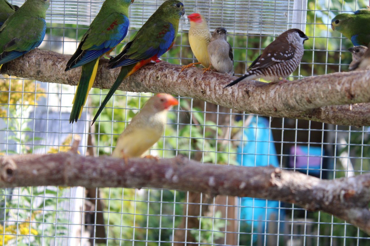 Volièrevogels