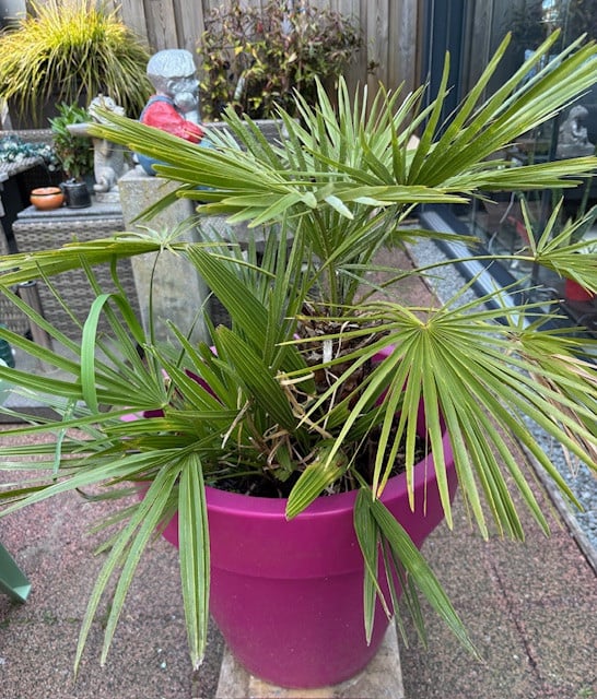 Europese dwergpalm met pot!!!