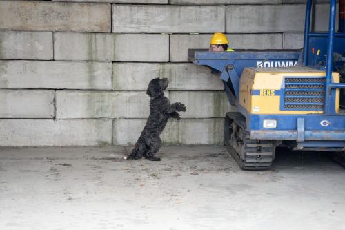 Reddingshonden training