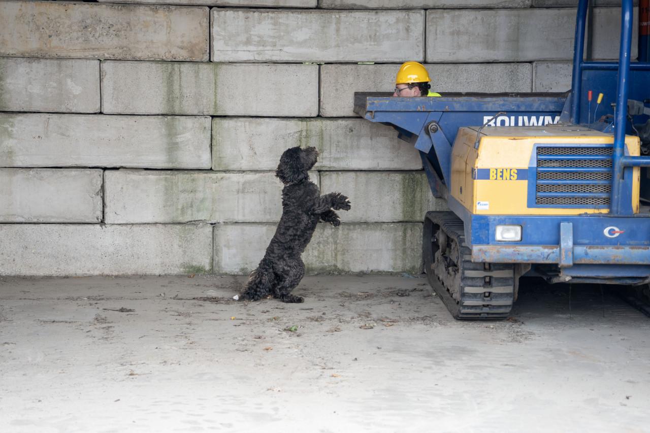 Reddingshonden training