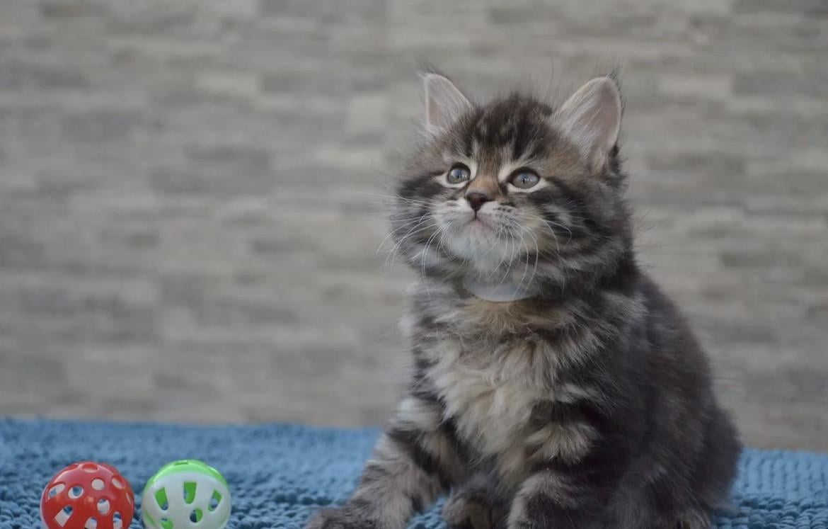 Nestje schattige kittens (nog 4)