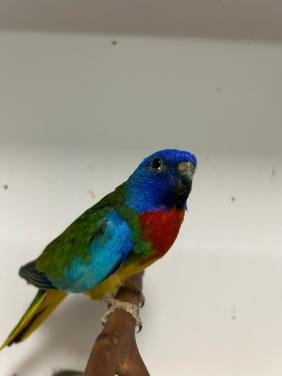 5-4 splendid parkieten