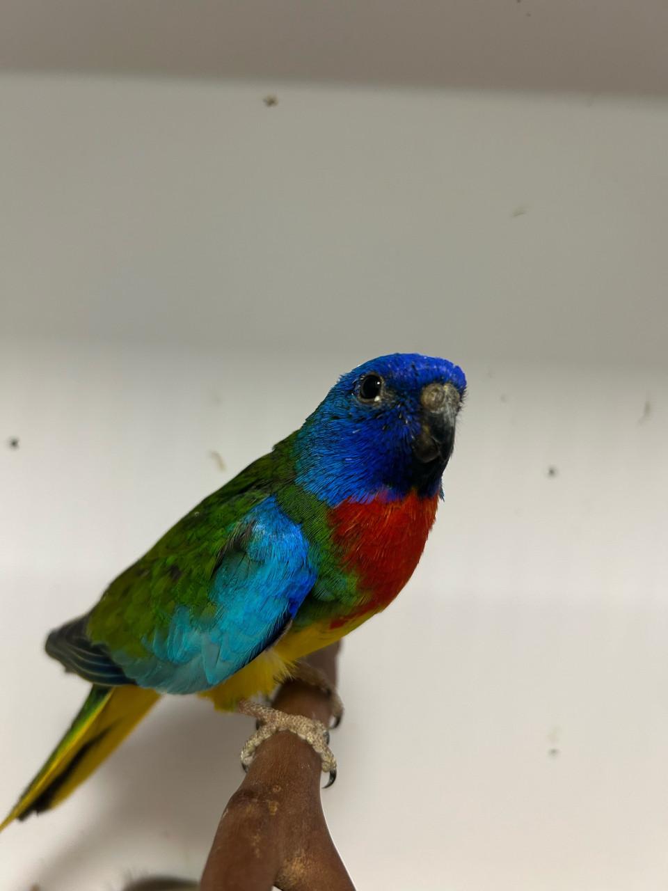 5-4 splendid parkieten