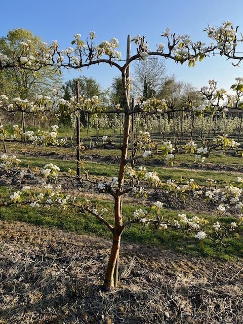 Fruitbomen in leivorm / Leibomen / Peer