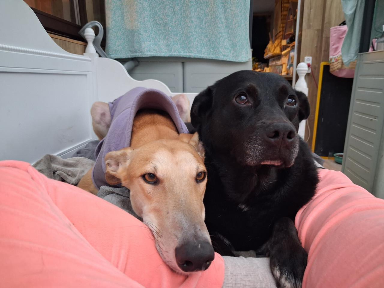 Ter adoptie Sally 6 jaar