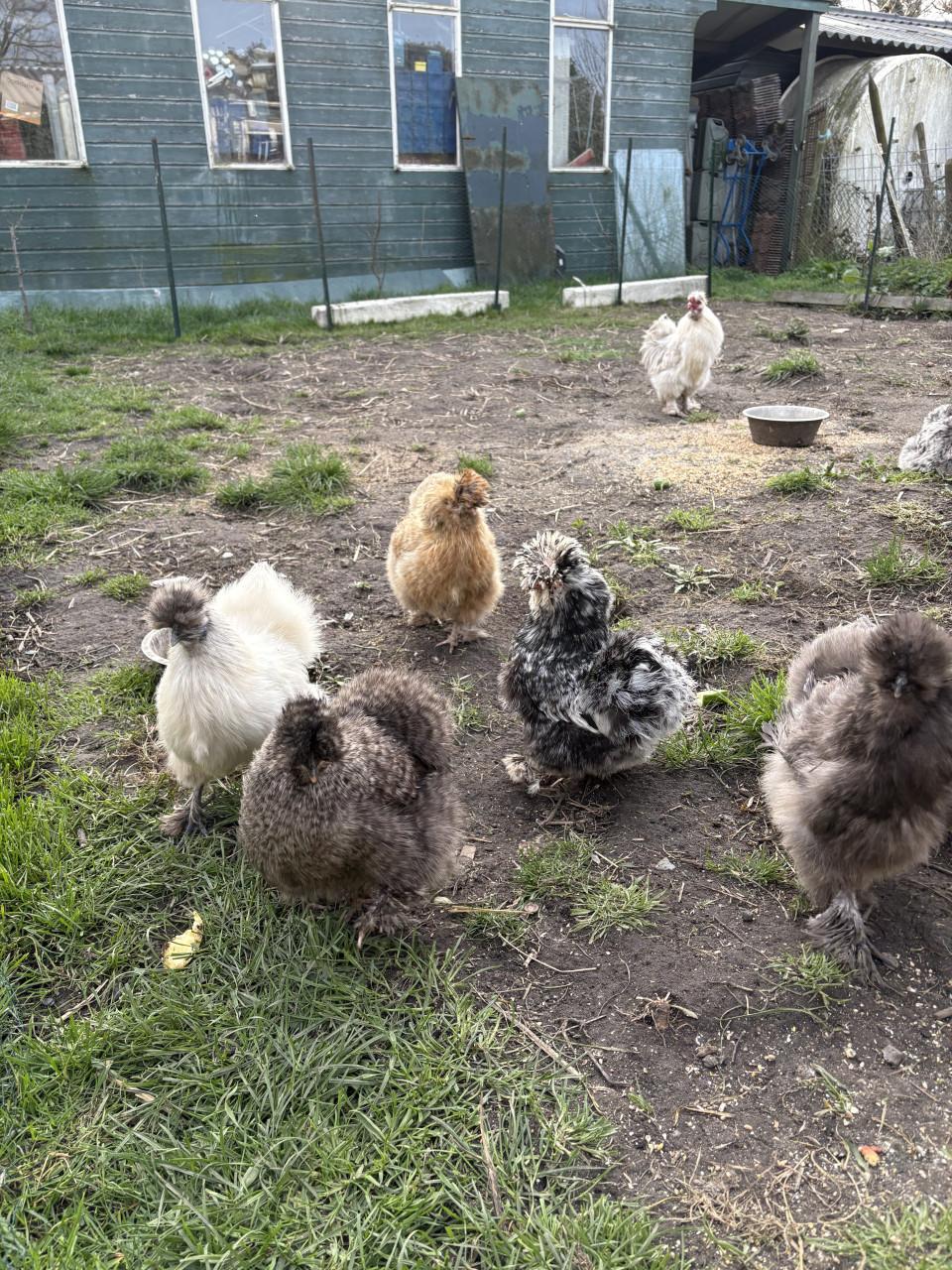 Broedeieren zijdehoen