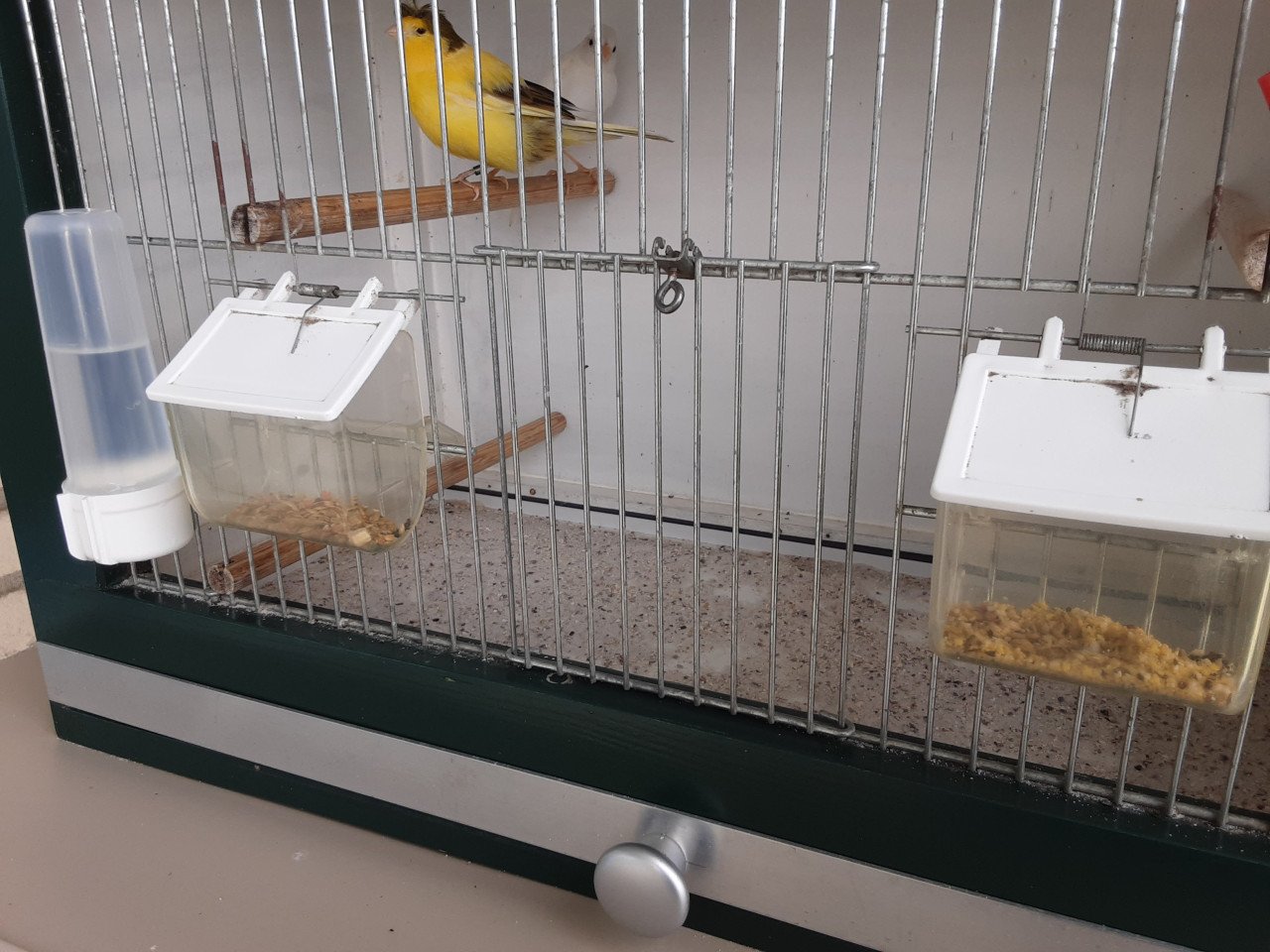 Vogelkooi