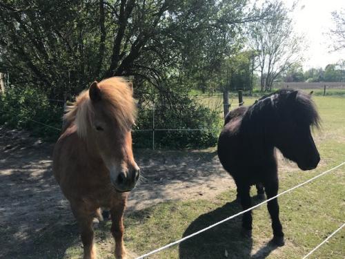 Shetlandpony"s