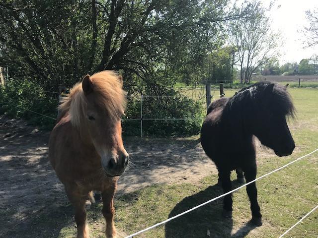 Shetlandpony"s