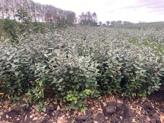 Olijfwilg (Eleagnus Ebbingei)