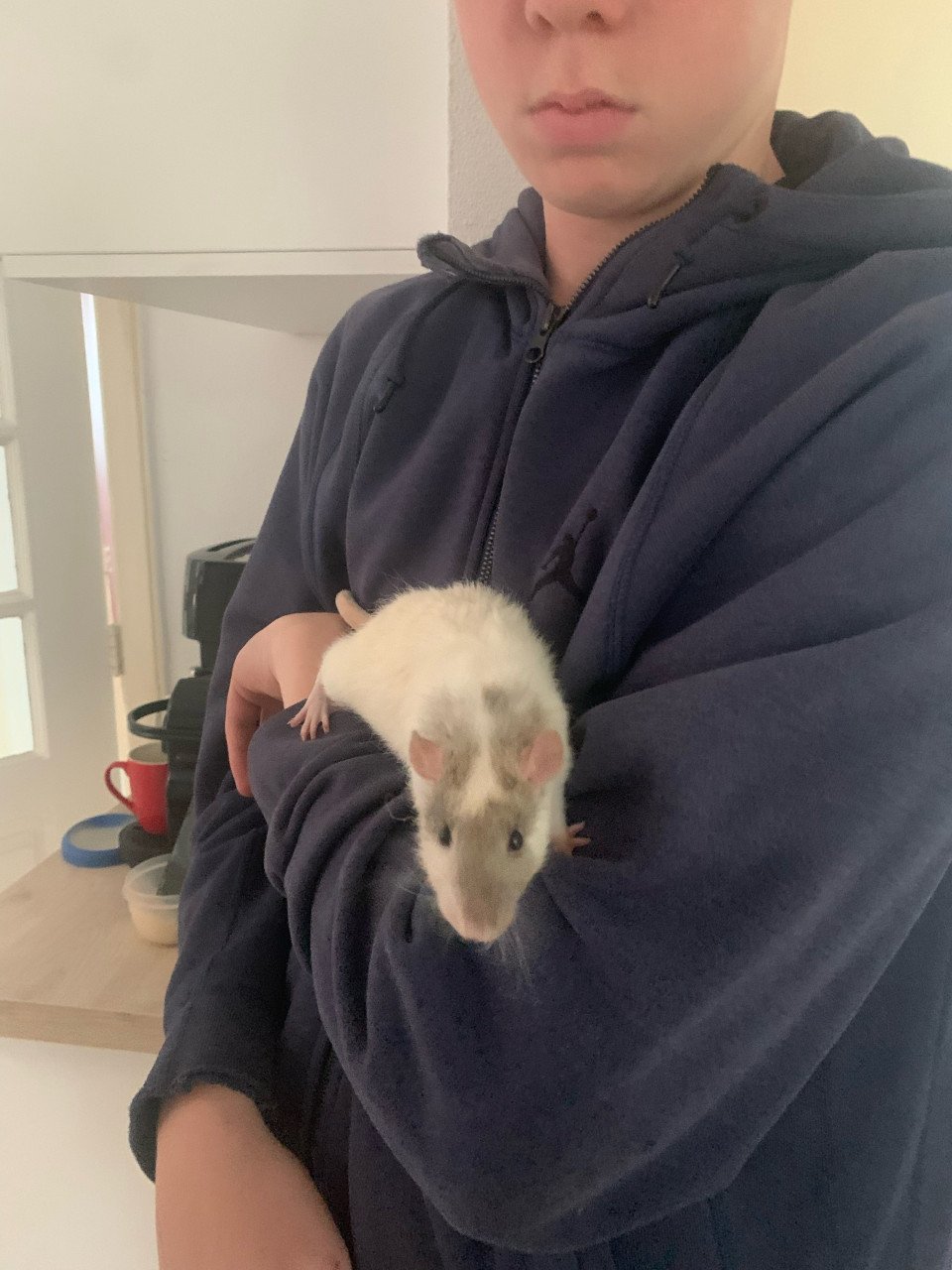 Lieve aanhankelijke ratten!