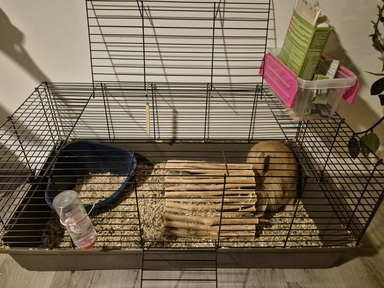 Leeuwenkopkonijn vrouwtje inclusief kooi en andere spullen