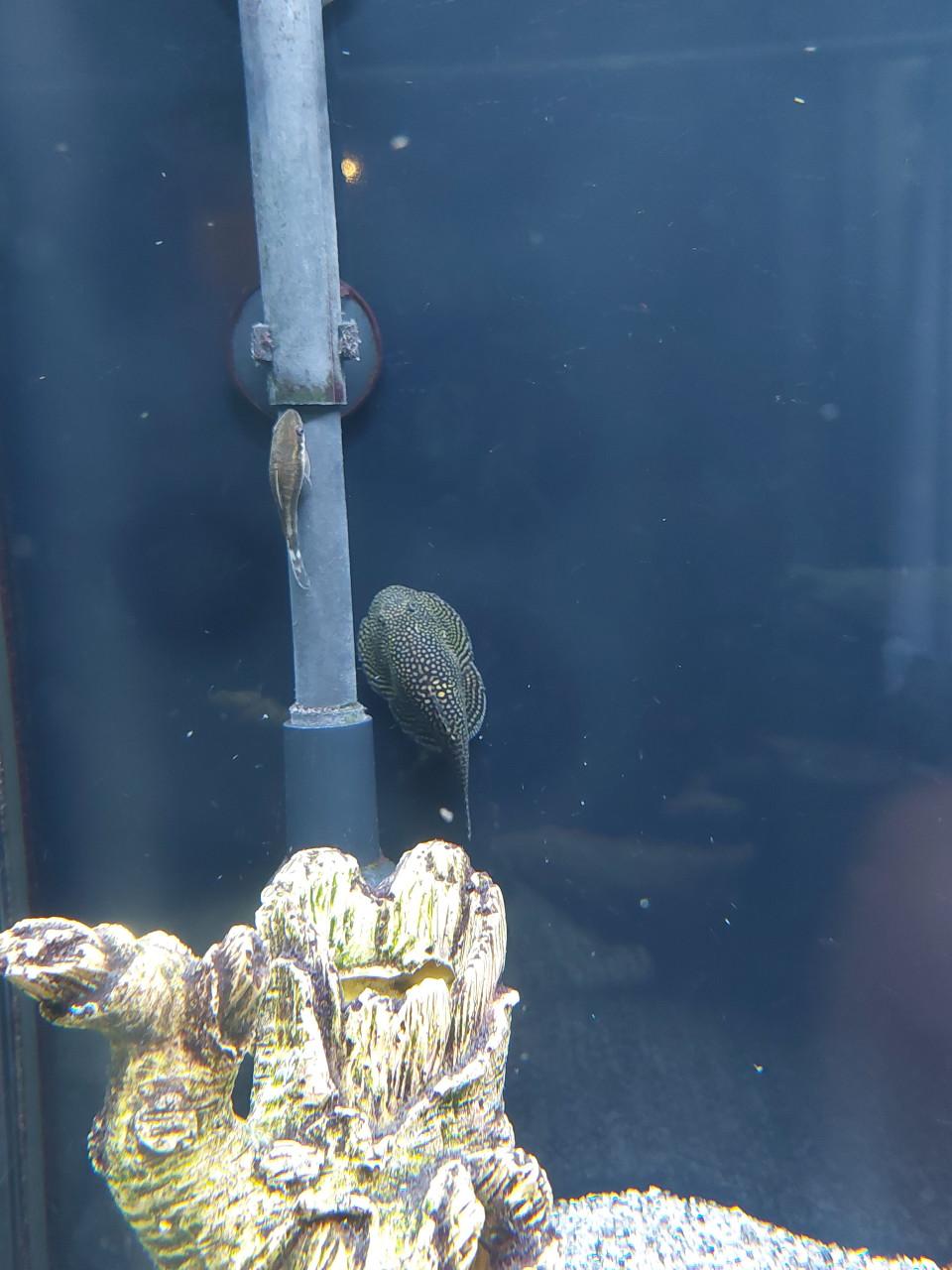 Aquarium Rio Juwel 180 met vissen bestand
