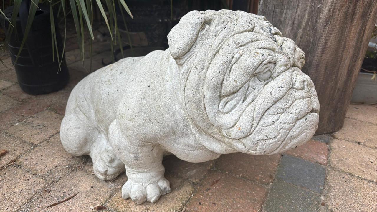 Tuinbeeld wit Engelse bulldog