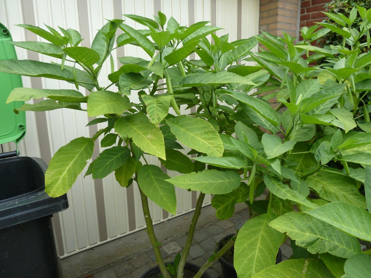 BRUGMANSIA(TROMPETBOOM)