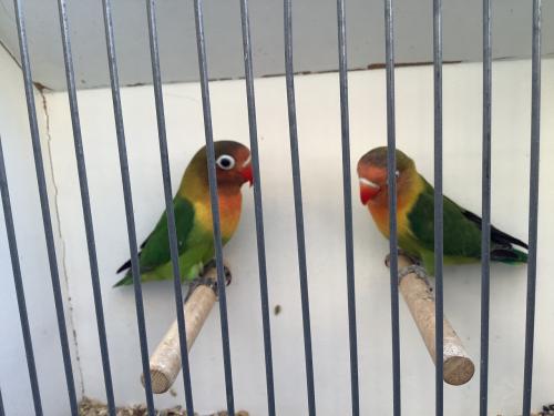 Jonge Agapornis Fischeri