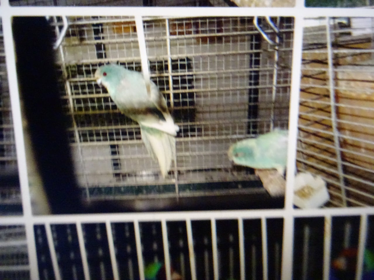 Te koop mooie broedrijpe kakariki mannen blauwe