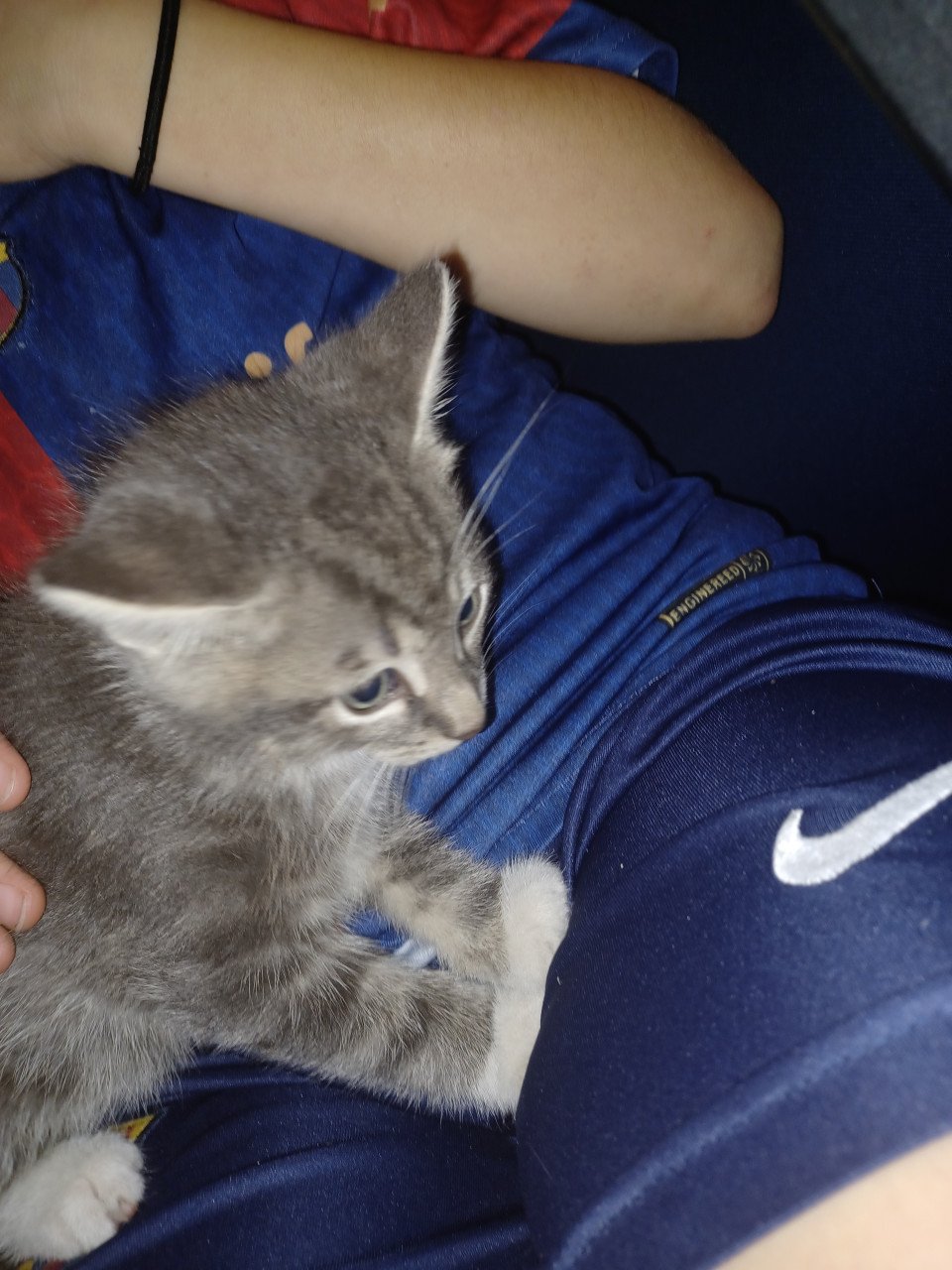 Kittens
