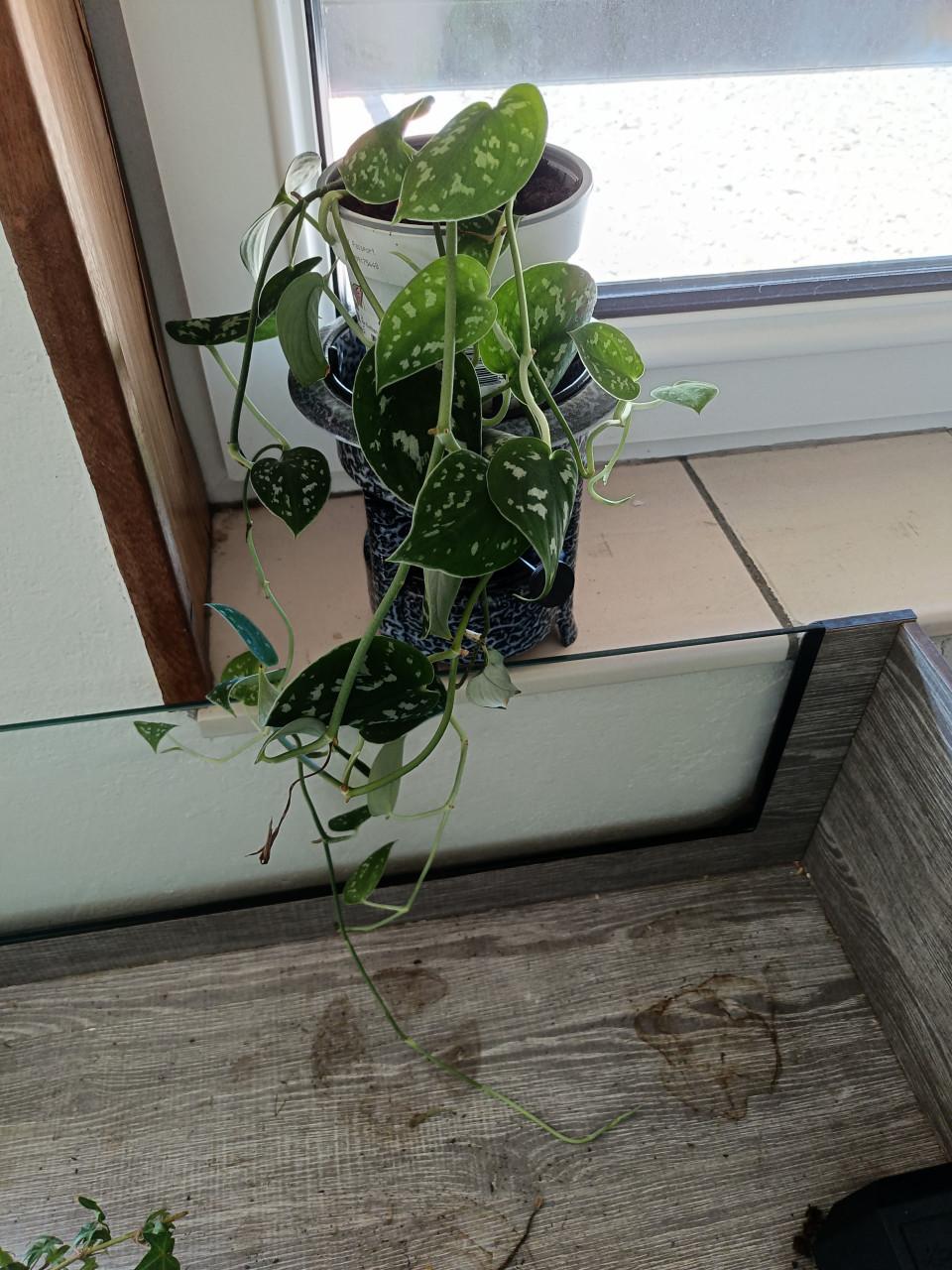 Mooie hangplant Scindapsus