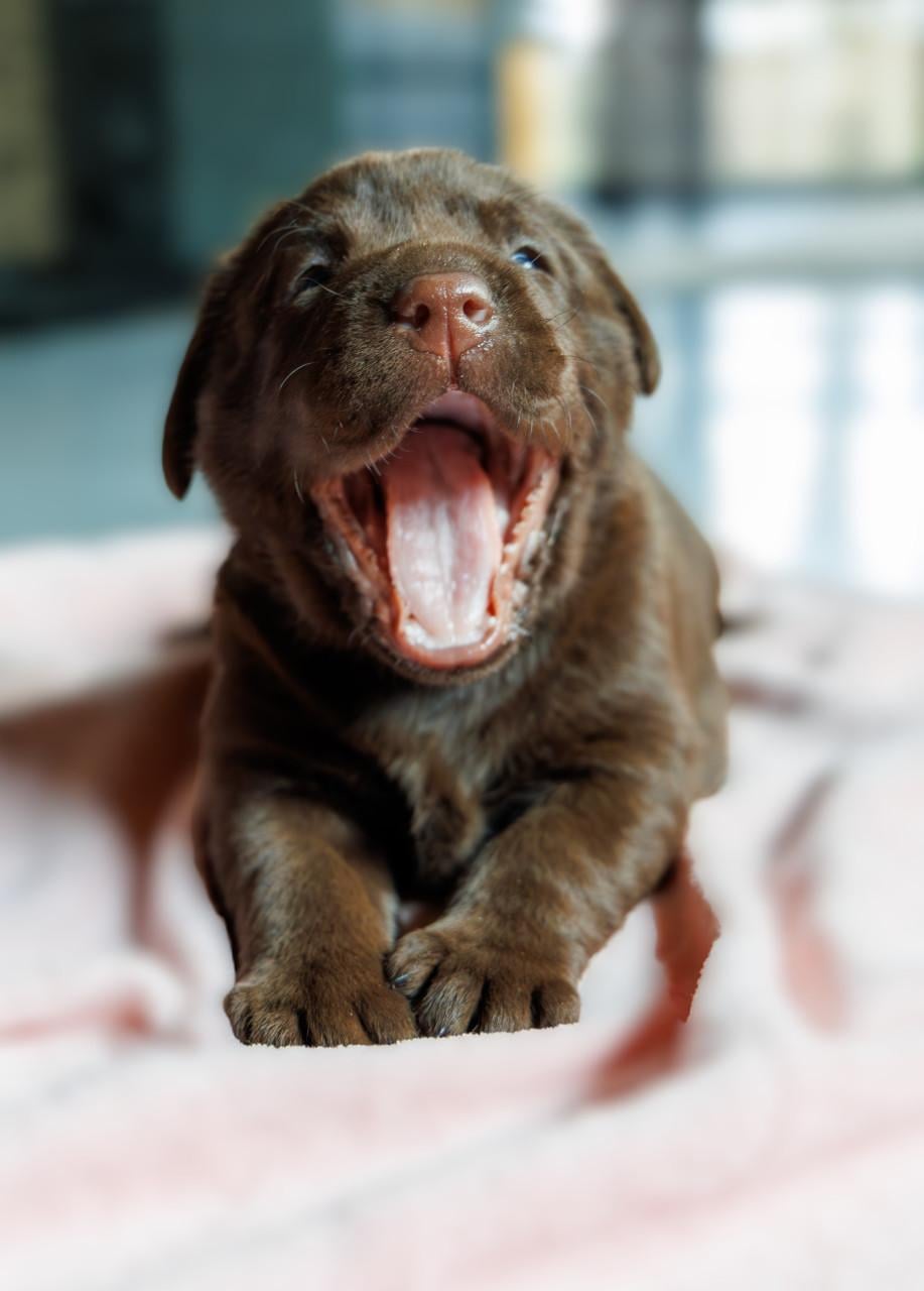 Chocolade Bruine Labrador Pups