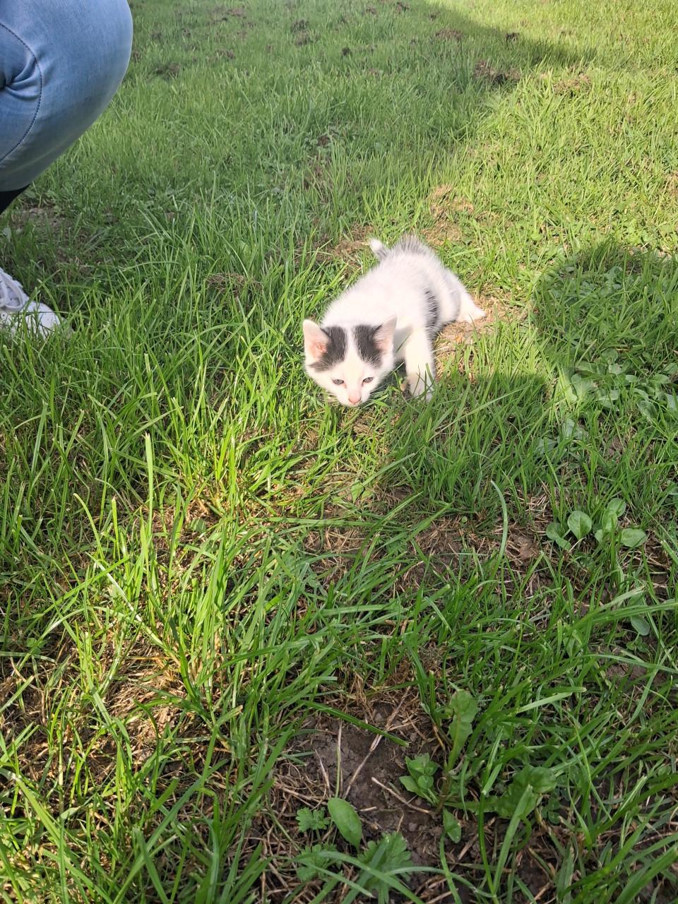Kittens