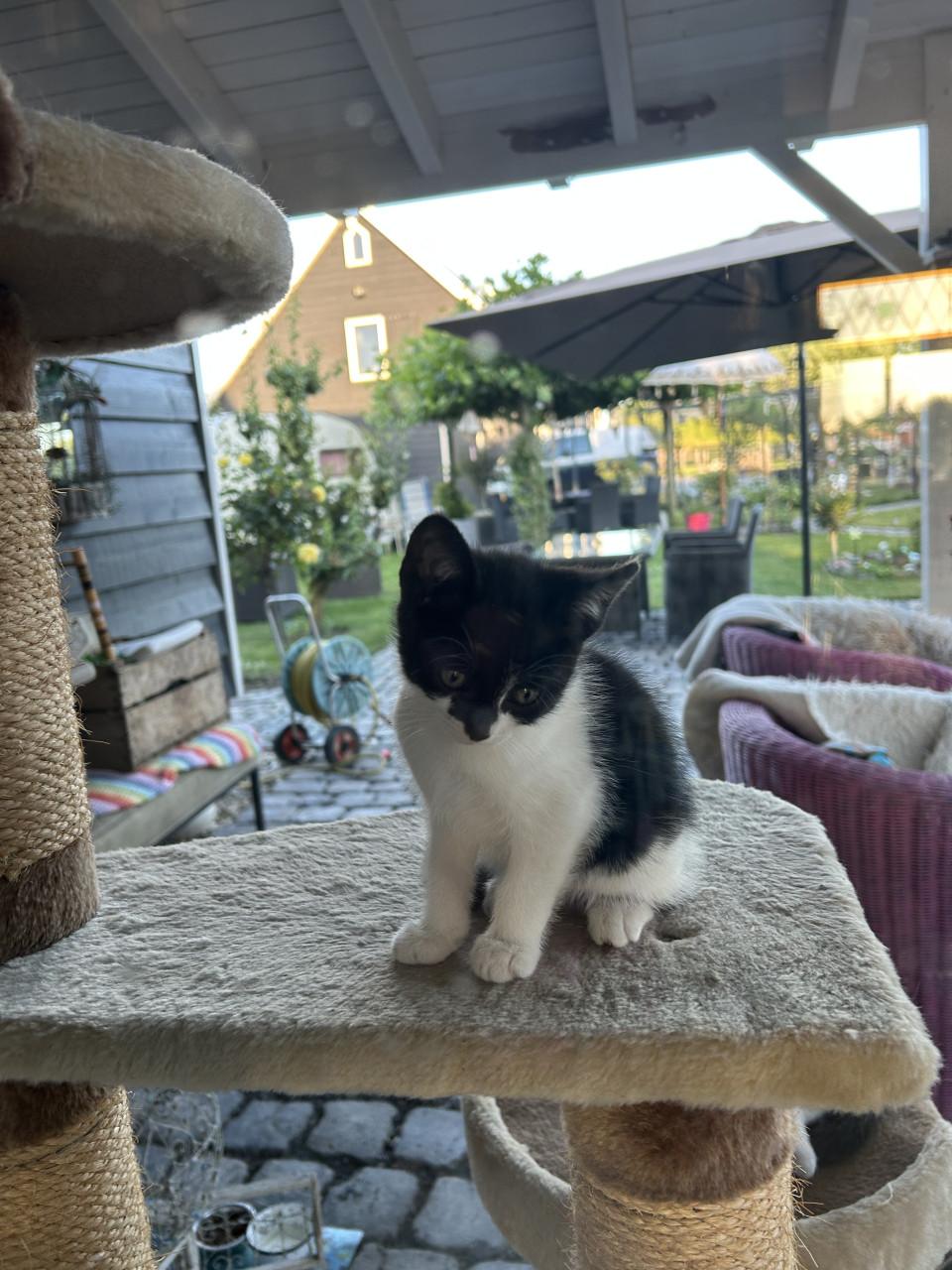 Lieve kittens 😻😻