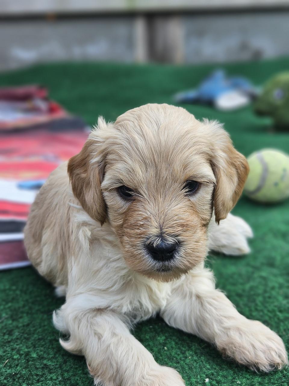 Goldendoodle f1 x australian labradoodle pups