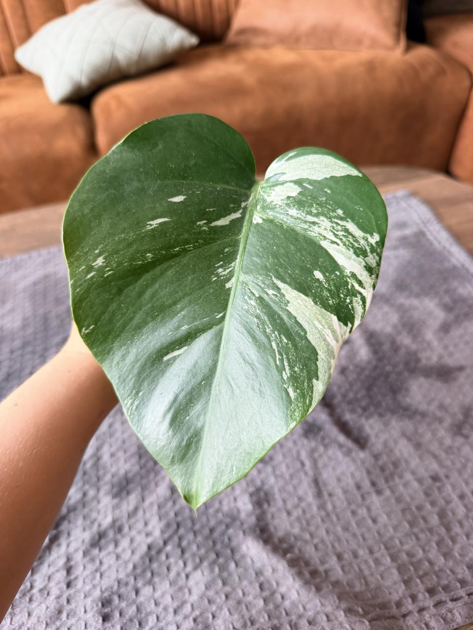 Monstera Deliciosa Variegata stekjes goed geworteld