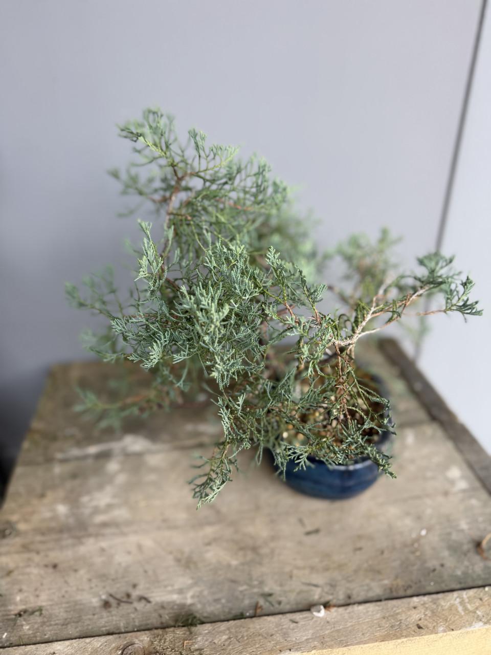 Bonsai Juniperus Blue carpet