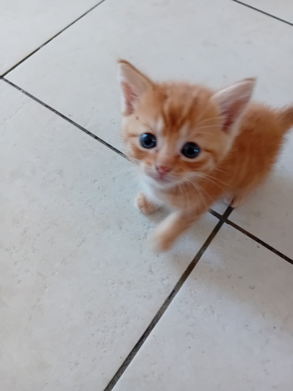 Kittens