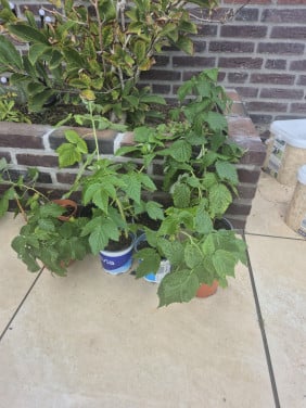 Gele frambozen stekjes