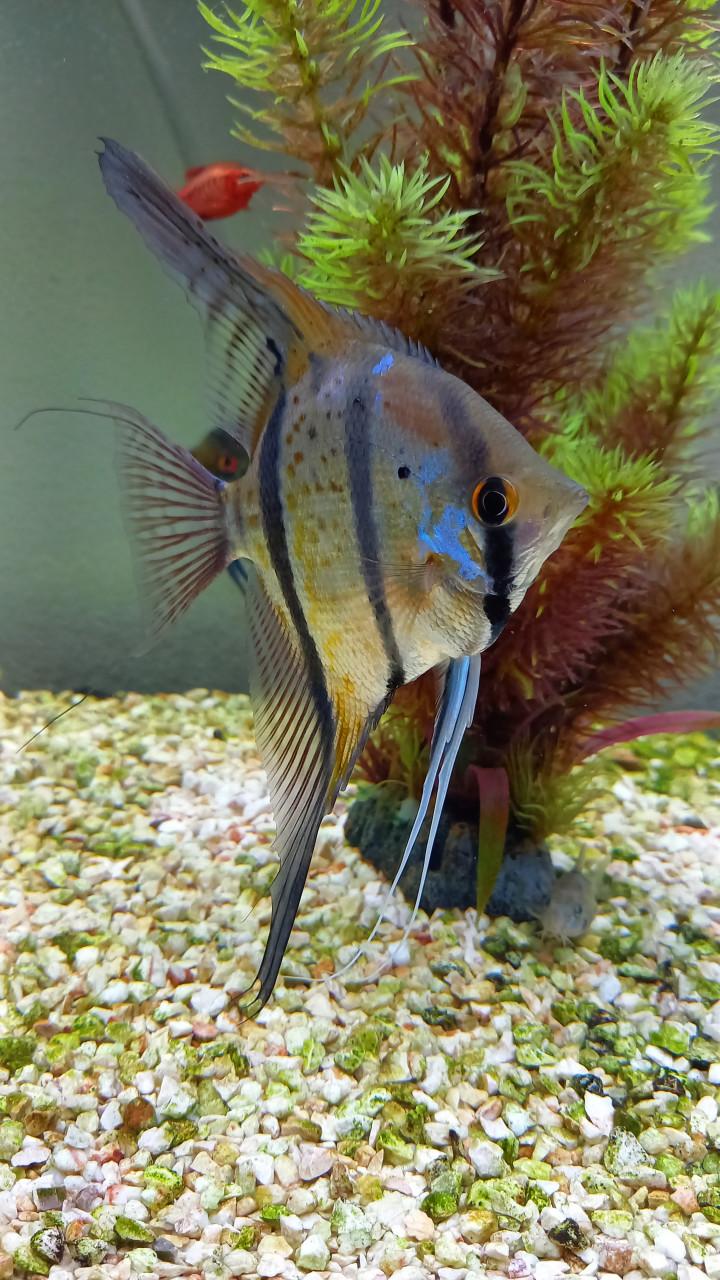 Aquarium + Maanvissen