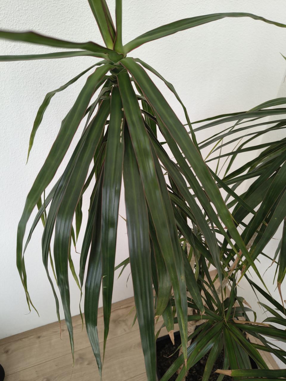 Kamerplant met pot Dracenea