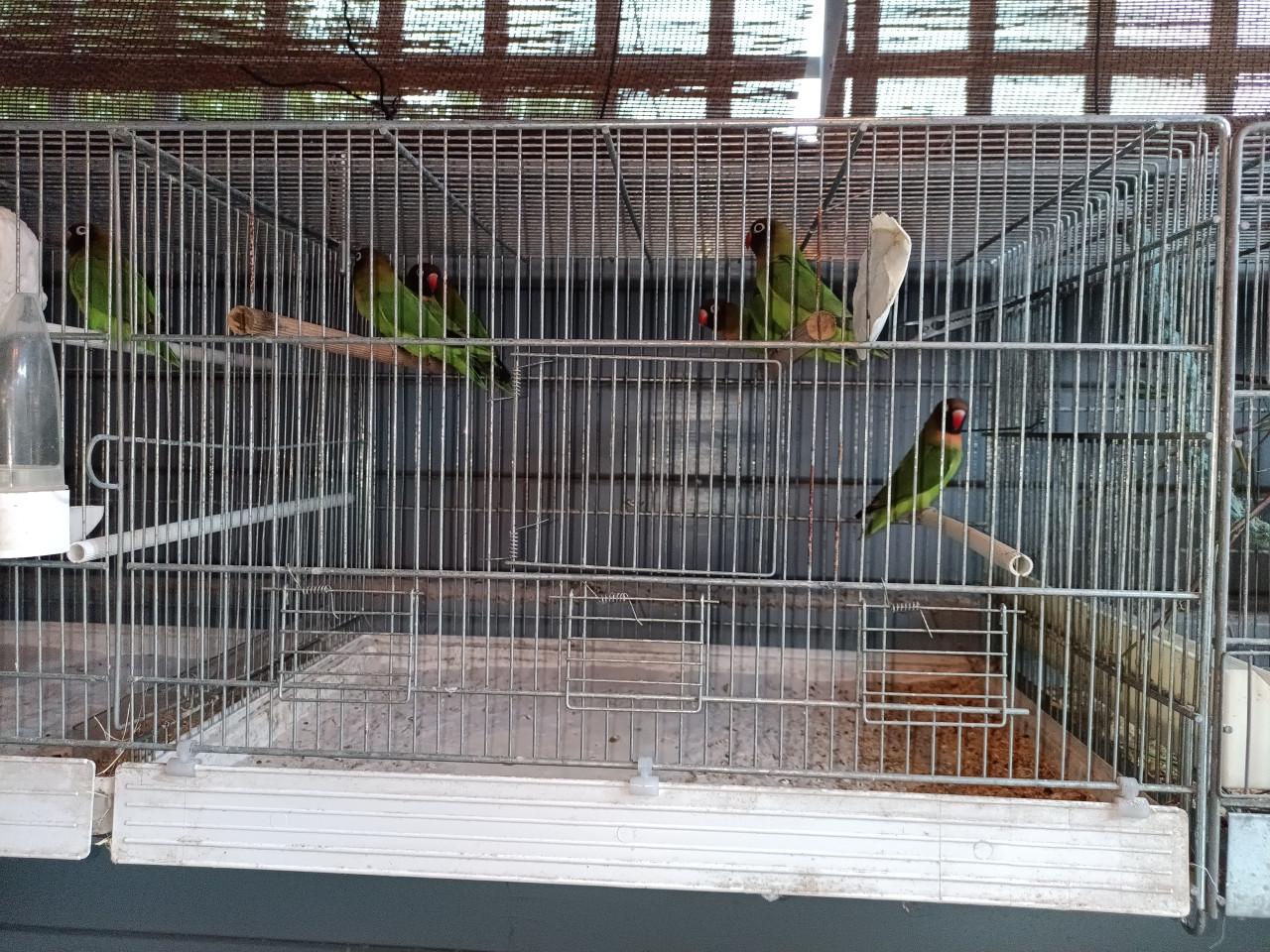 Agapornis Nigri