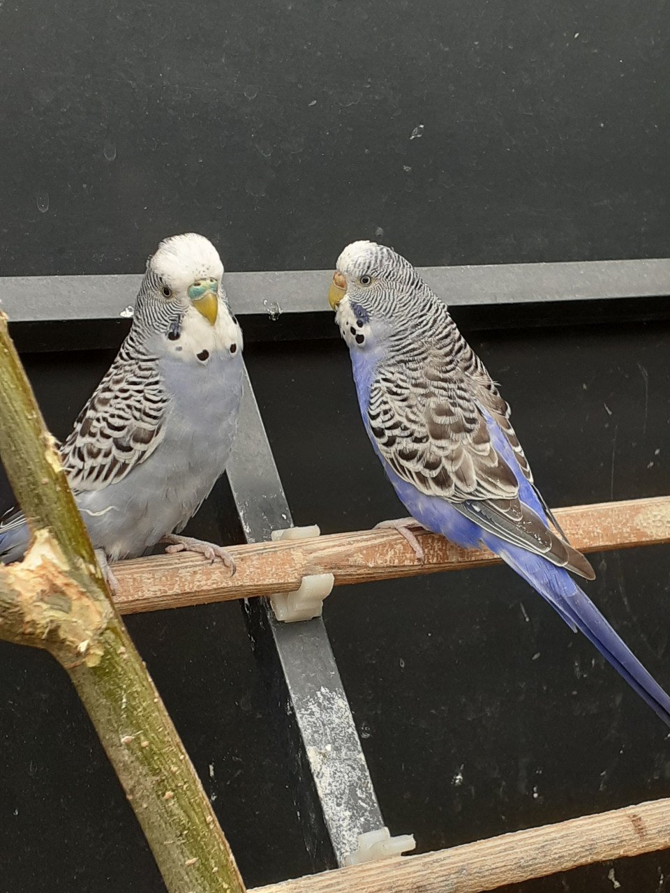 Diverse kleuren jonge grasparkieten