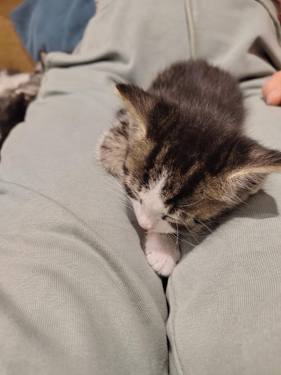 Kittens