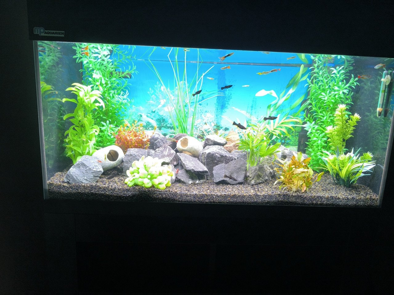 Aquarium 80 cm