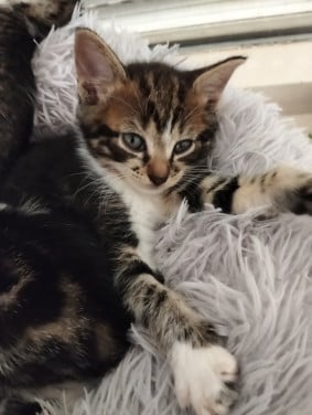 2 kittens