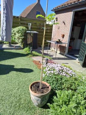 Albizia (perzische slaapboom)