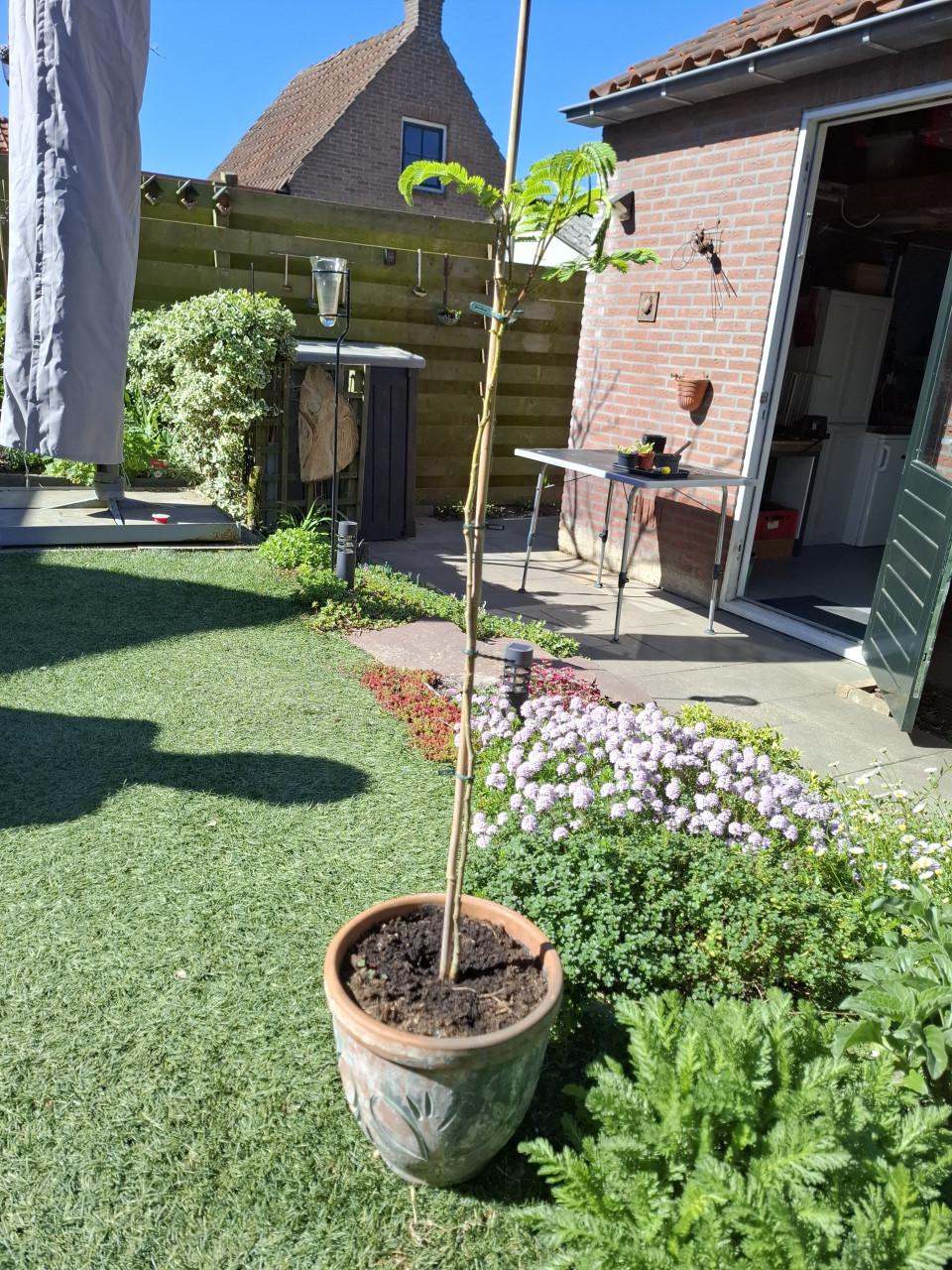 Albizia (perzische slaapboom)