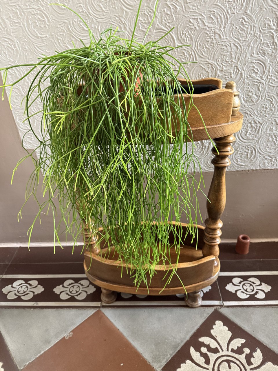 Planten standaard