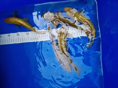 Japanse koi
