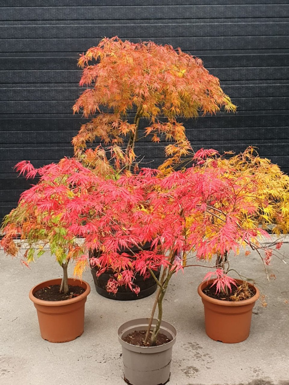 Diverse Acers