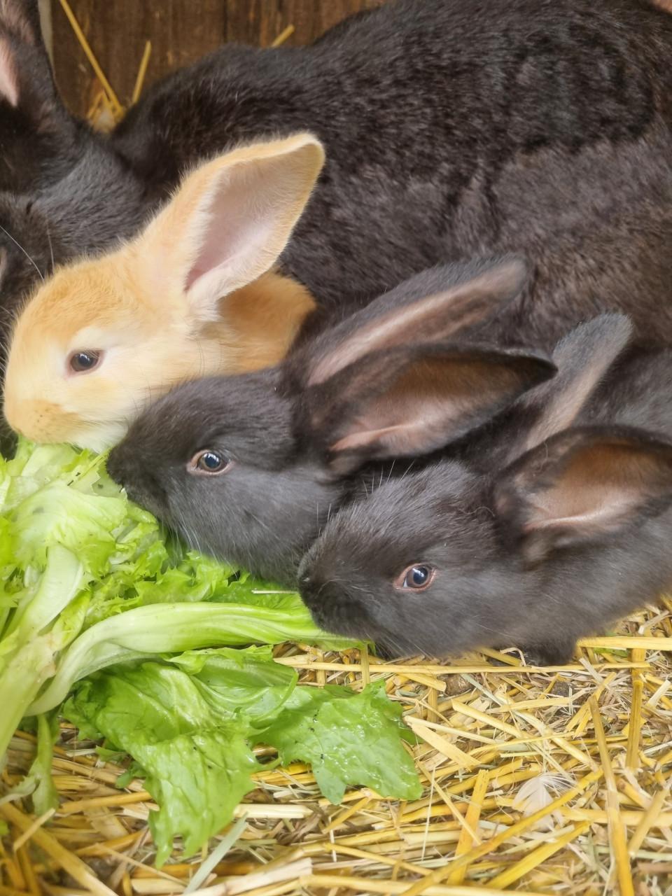 Vlaamse reus konijntjes