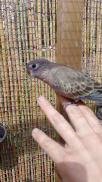 2 jonge bourkes (tam)