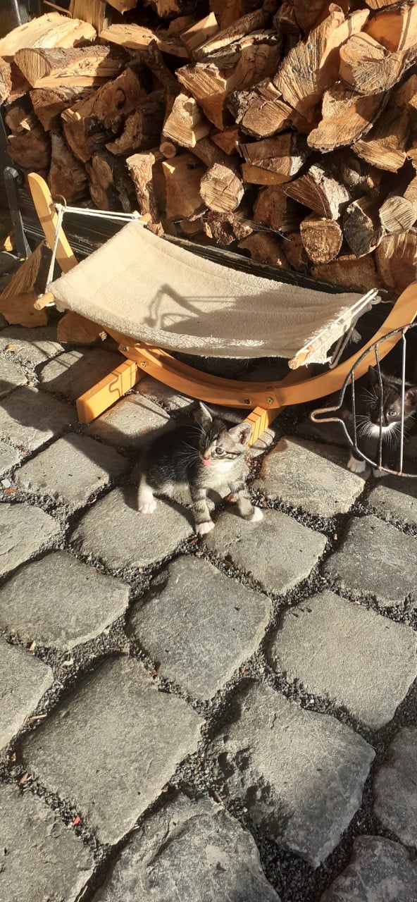 Prachtige kittens 😻😻😻